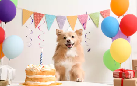 De quoi avez-vous besoin pour une fête d'anniversaire pour animaux de compagnie ?